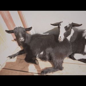 Meet your Posher, Lucy